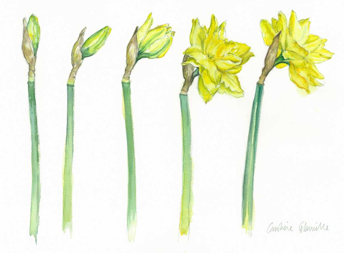 Daffodils, painting by Caroline Glanville